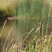 Reeds in a pond by pictureme
