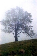 1st Jan 2013 - Big gum in fog