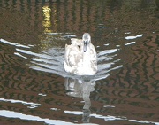 29th Dec 2012 - Swan