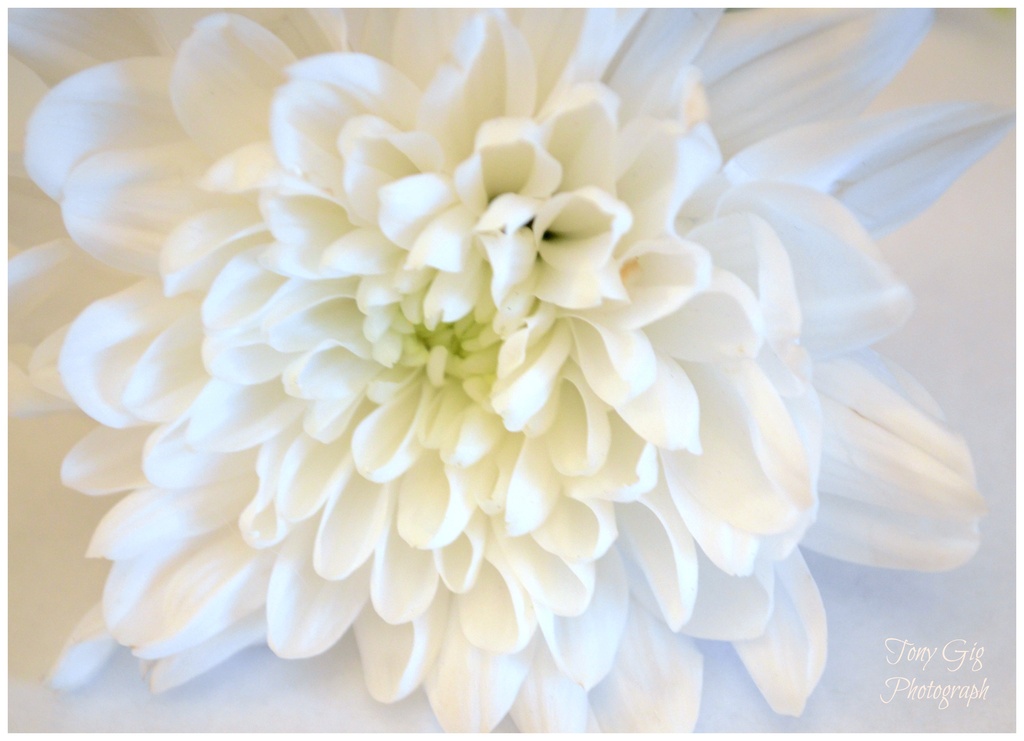 Chrysanthemum  by tonygig