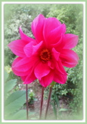 2nd Jan 2013 - Dahlia - double red