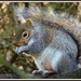 Squirrel in Priory by rosiekind