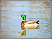 1st Jan 2013 - Reflective duck