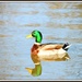 Reflective duck by rosiekind