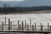 27th Dec 2012 - 362 Vineyard in winter