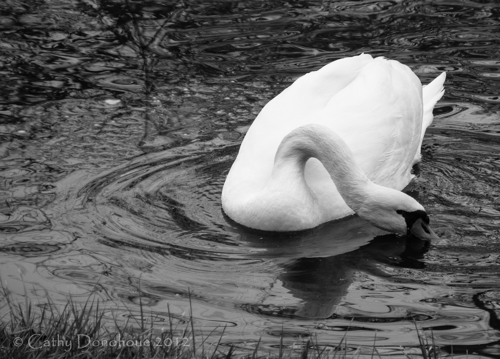 Swan Prince by cdonohoue