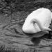 Swan Prince by cdonohoue