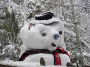 24th Dec 2012 - Snowbear