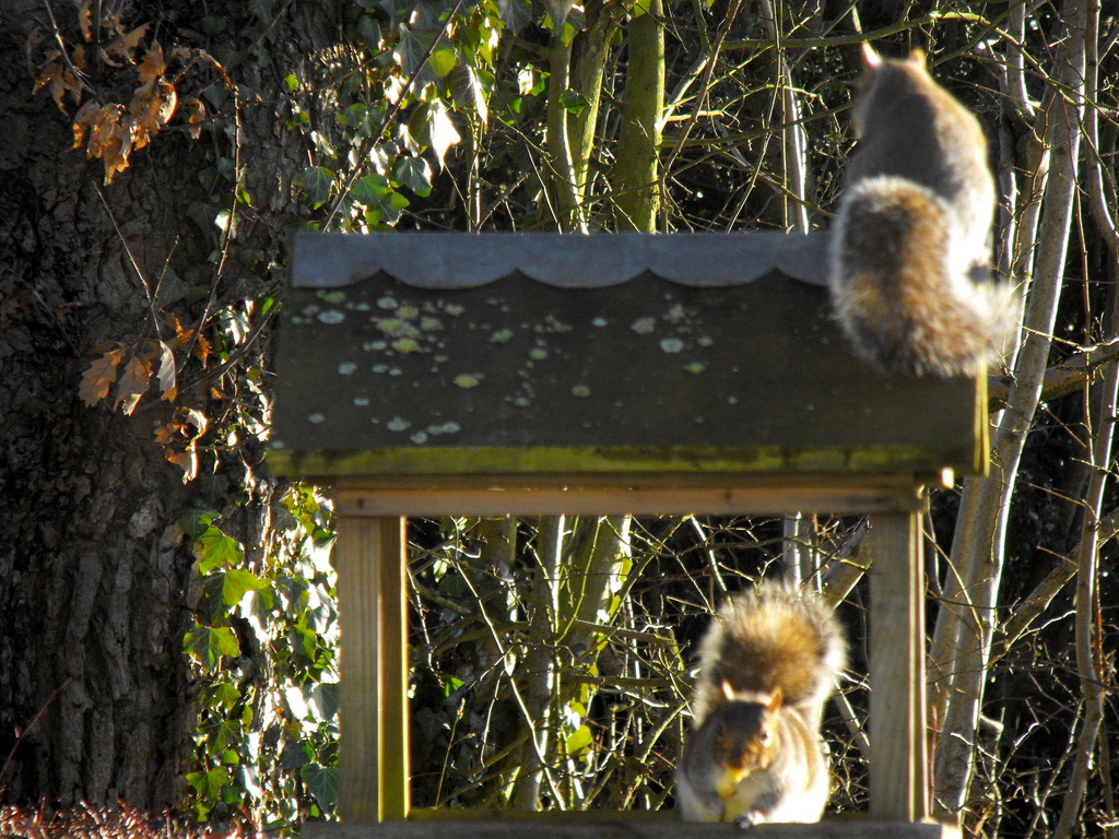 Squirrels pinching the bird food...  by snowy
