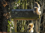 31st Dec 2012 - Squirrels pinching the bird food... 