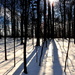 Winter Shadows by jayberg
