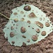 Pebble-Filled Droplets by julie