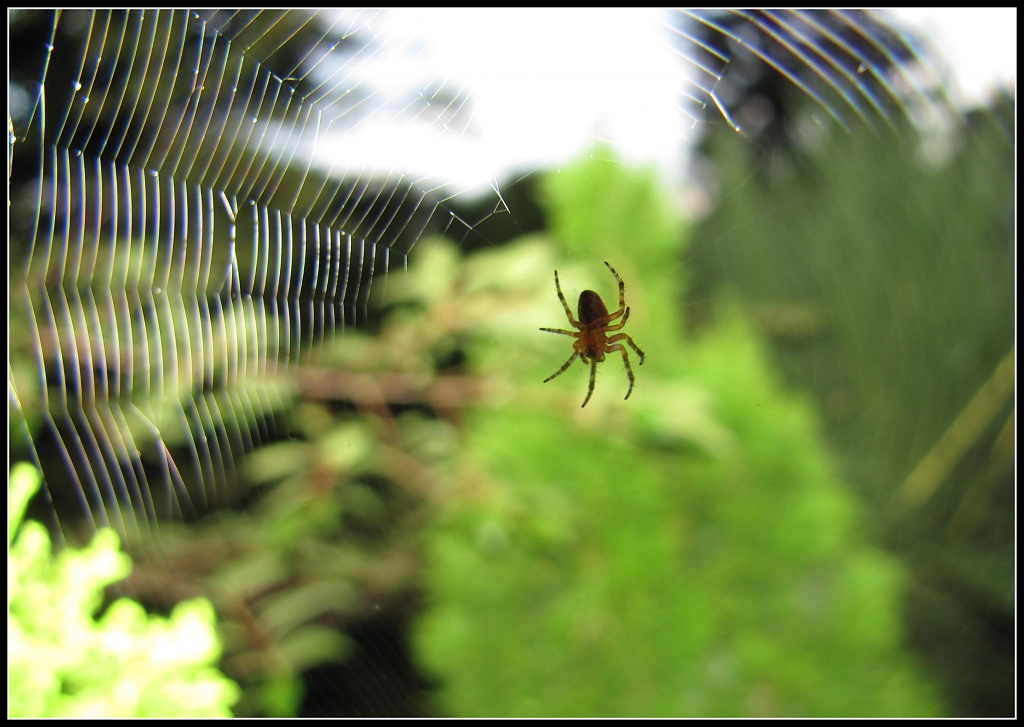 Spider and web by allie912