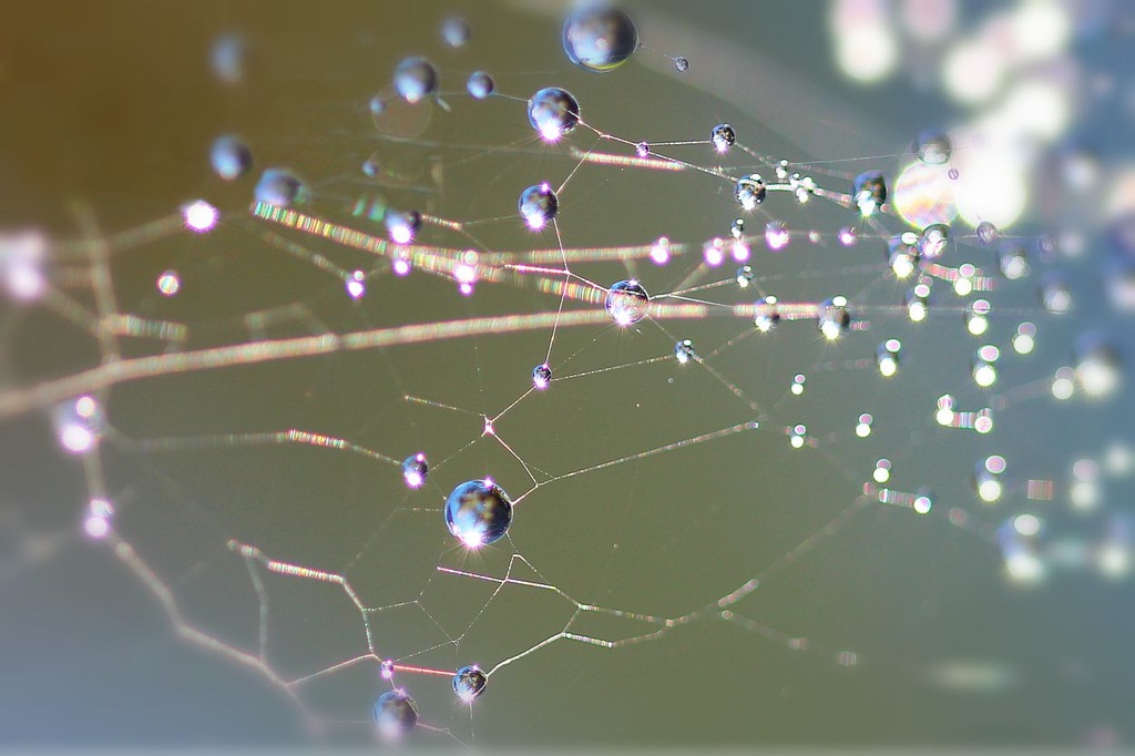 Sparkling Spiderweb by melinareyes