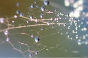 26th Nov 2012 - Sparkling Spiderweb