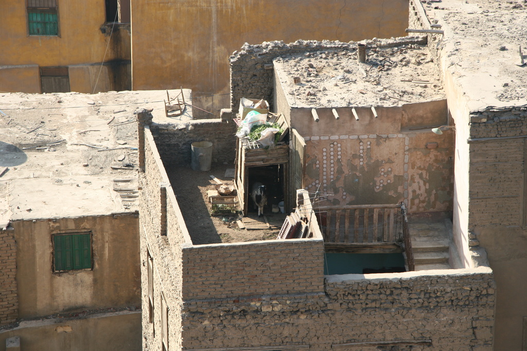 On this day in 2005 ..... I was taken on a tour of Cairo, and spotted this rooftop goat by lbmcshutter