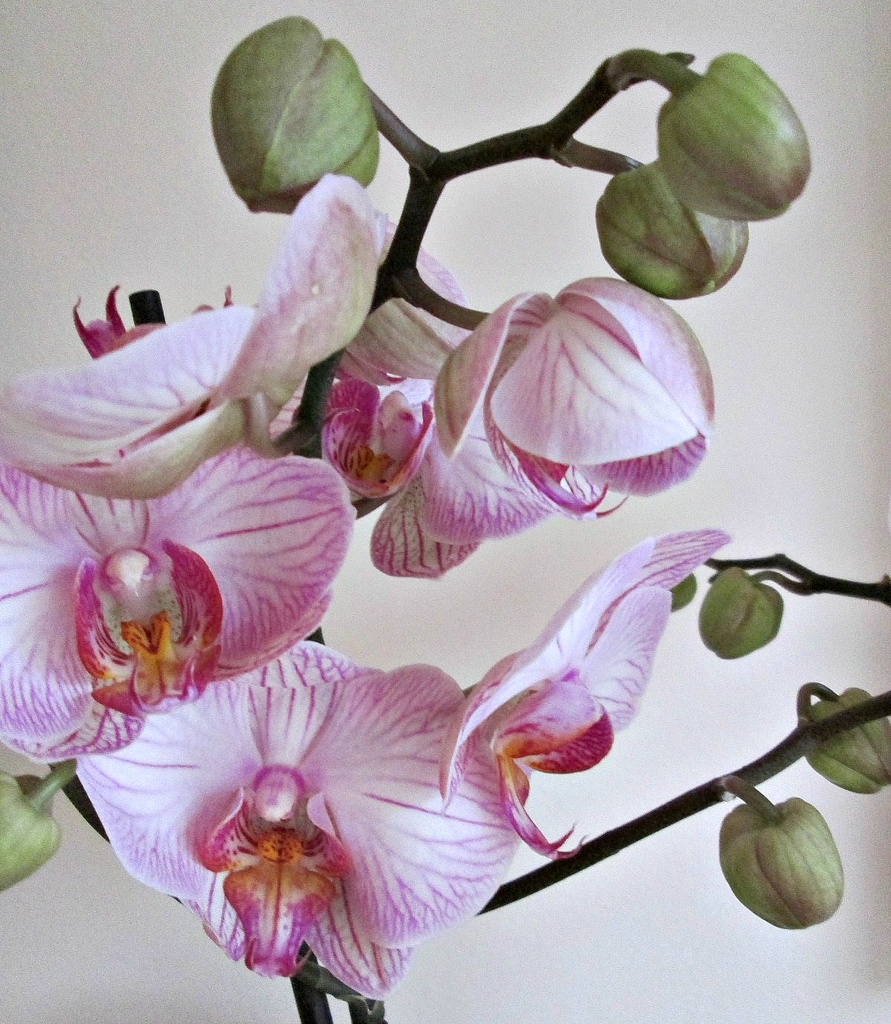 another orchid in my 'collection' by quietpurplehaze