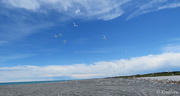 3rd Jan 2013 - Terns at Rakaia River mouth