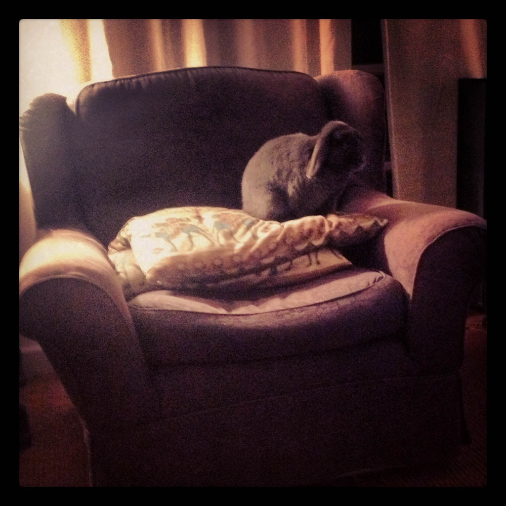 Rabbit on a cushion by manek43509