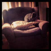 23rd Dec 2012 - Rabbit on a cushion