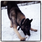 2nd Jan 2013 - Snow dog