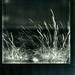 grasses at scapa bw polaroid  by ingrid2101
