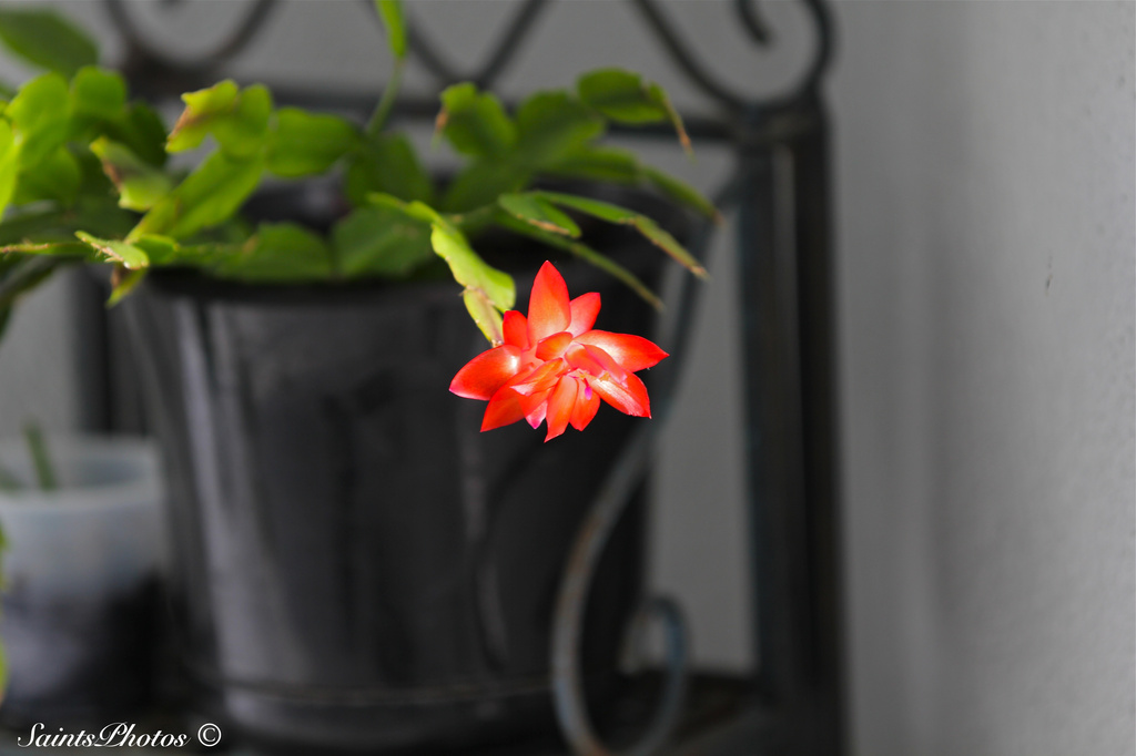 Christmas Cactus holdout by stcyr1up