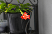 2nd Jan 2013 - Christmas Cactus holdout