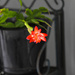 Christmas Cactus holdout by stcyr1up