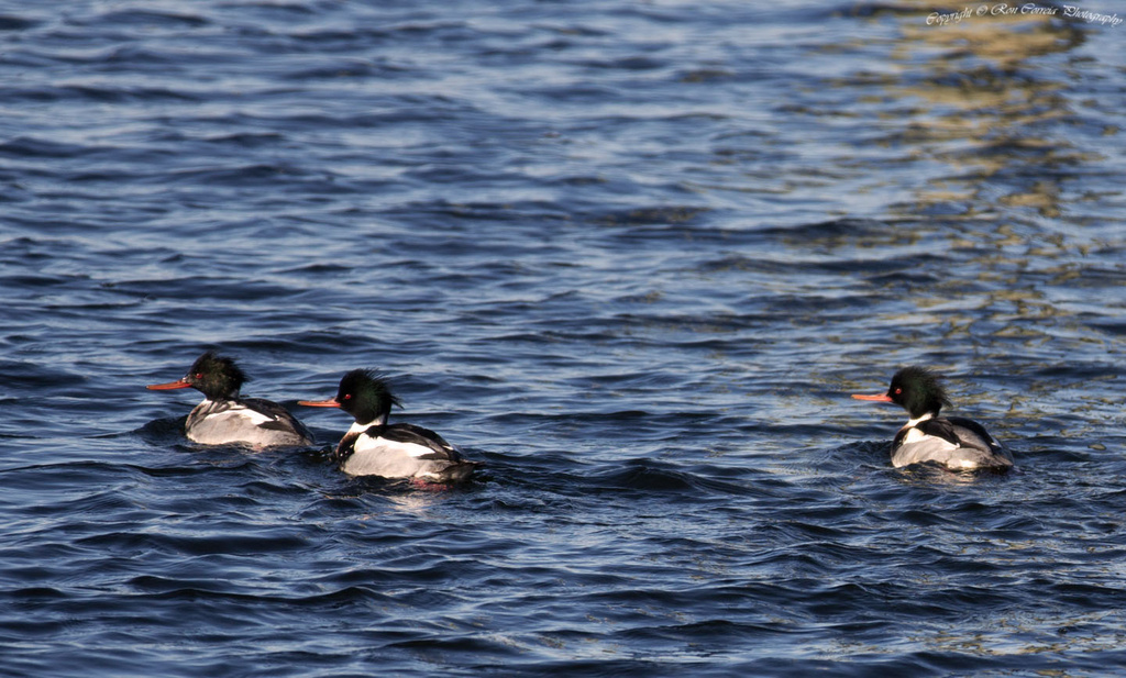 Red Breasted Mergansers by kannafoot