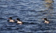 2nd Jan 2013 - Red Breasted Mergansers