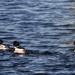Red Breasted Mergansers by kannafoot