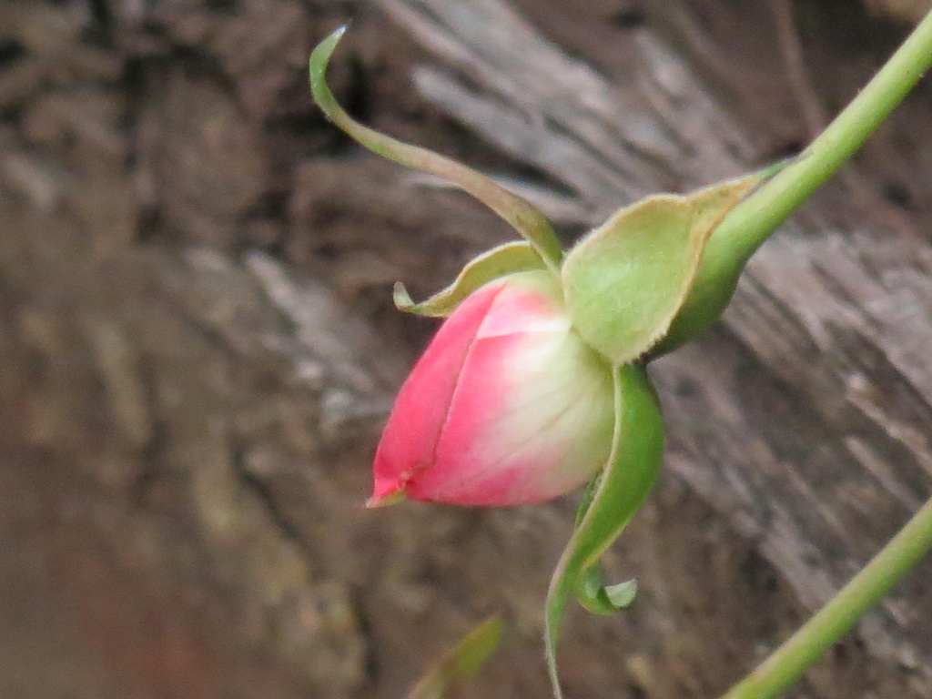 ...a Rose E'er Blooming by grammyn