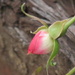 ...a Rose E'er Blooming by grammyn