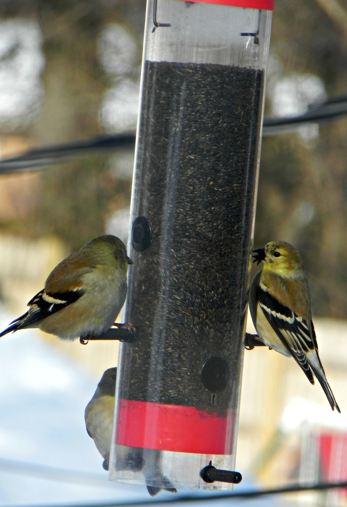 Gold Finches by mej2011