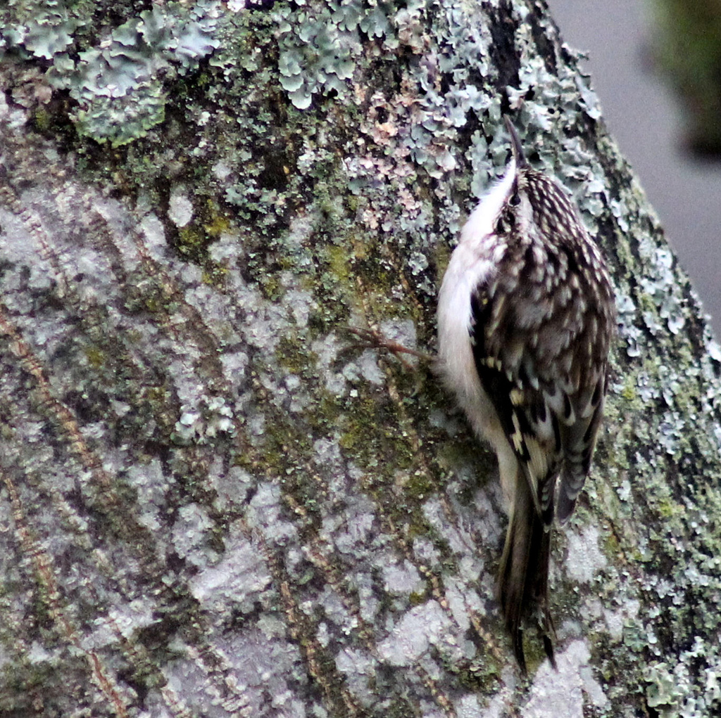 Brown Creeper by cjwhite