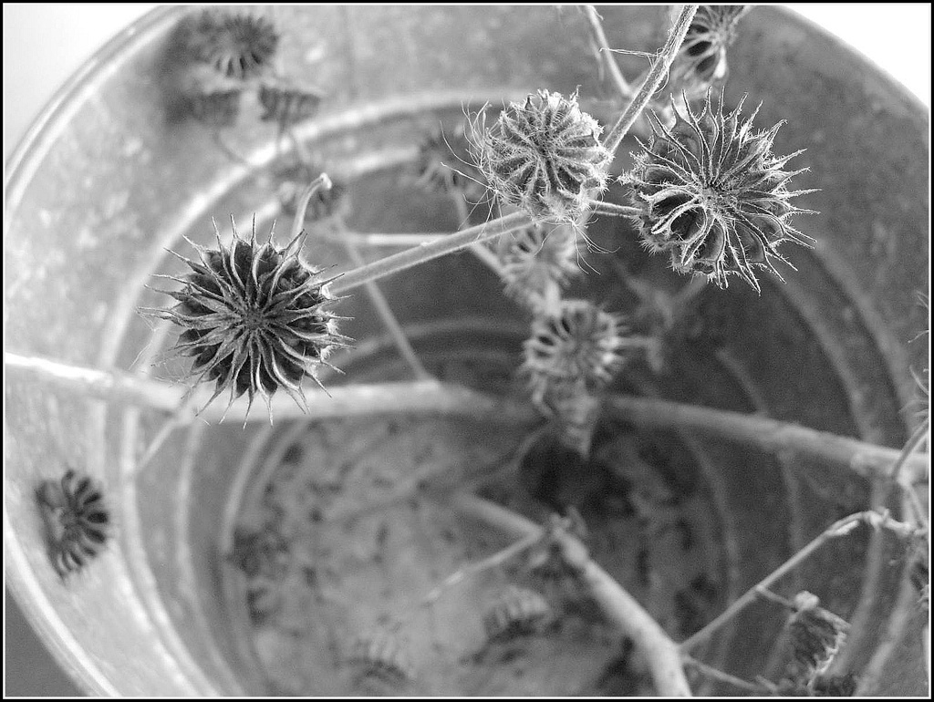 Dried Flowers in a Bucket by olivetreeann