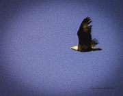 3rd Jan 2013 - Adult Eagle