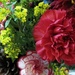 'carnations' by quietpurplehaze