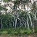 Scribbly gums at Boxvale by peterdegraaff