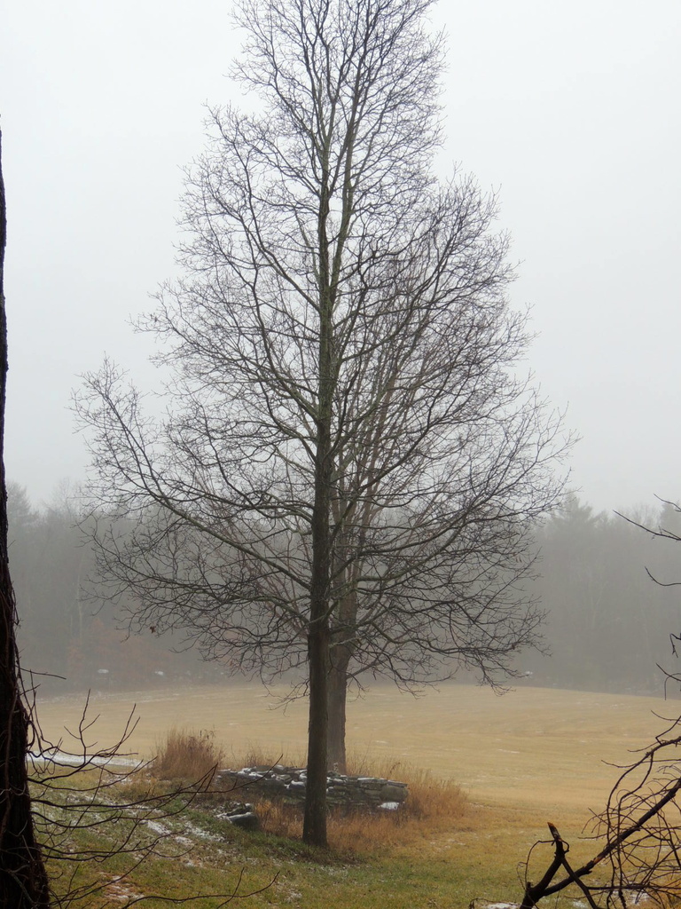 Trees In fog by dianezelia