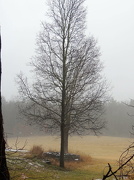 1st Jan 2013 - Trees In fog