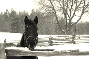 2nd Jan 2013 - horse