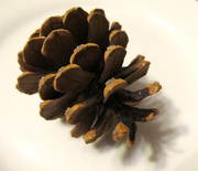 2nd Jan 2013 - Pine Cone (one)