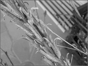 2nd Jan 2013 - Winter Wheat