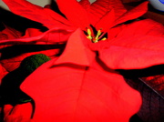 2nd Jan 2013 - Poinsettia -Christmas flower...