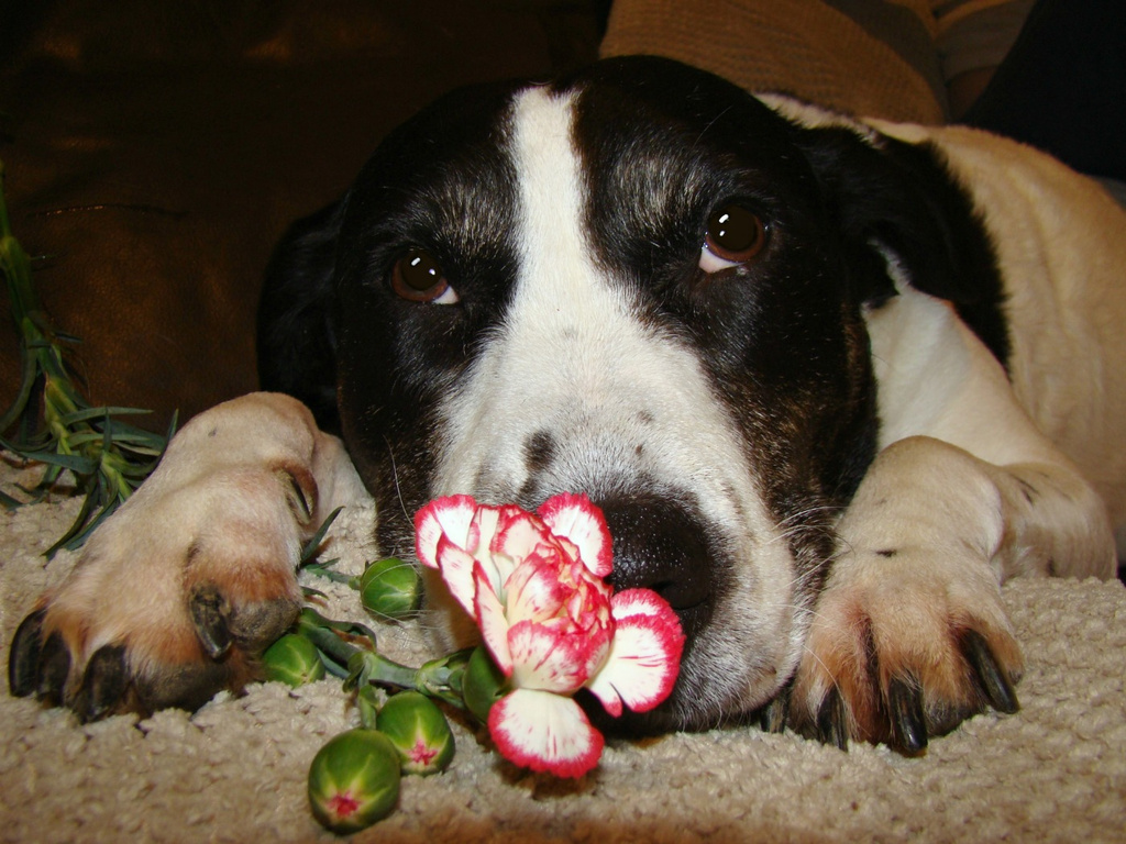 Jan 03: Pig Carnation by bulldog