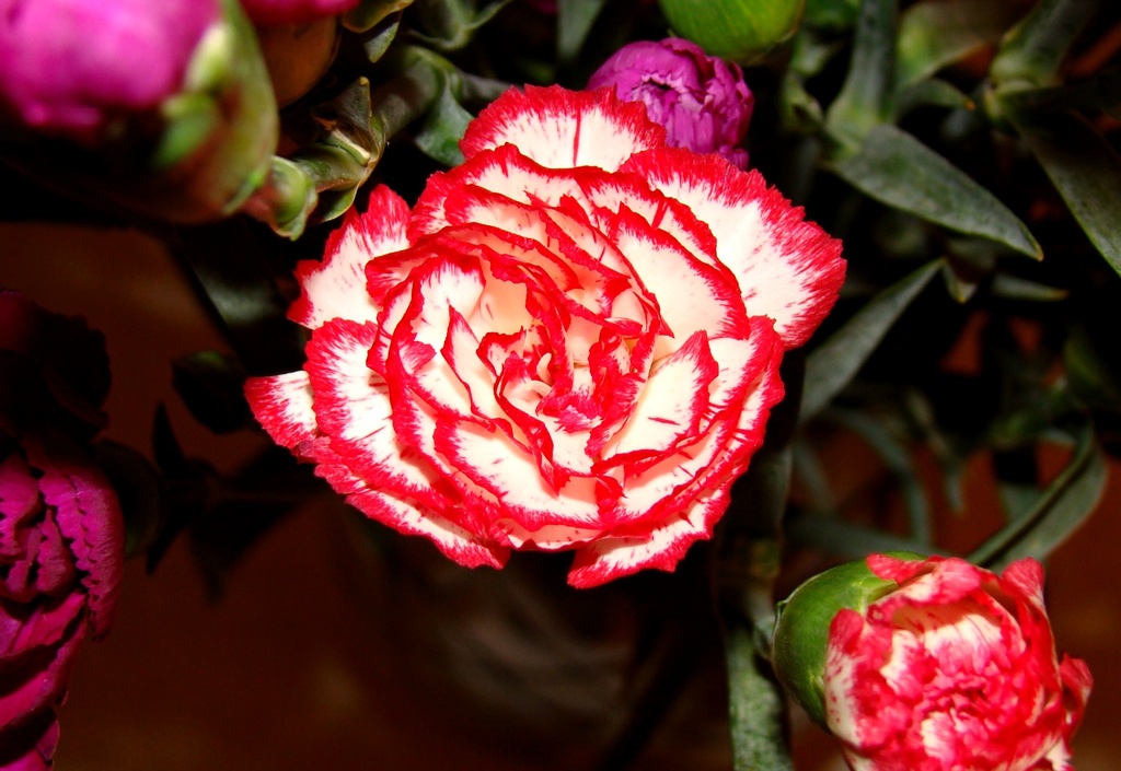 Jan 03: Carnations by bulldog