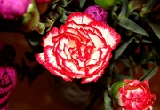 3rd Jan 2013 - Jan 03: Carnations