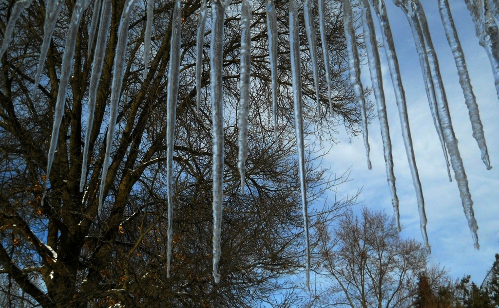 Trees behind icicles by mittens